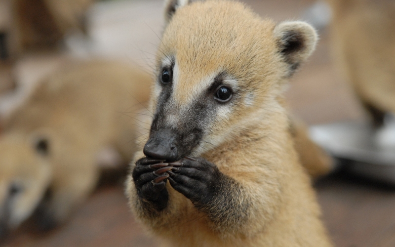 Животные едят Животные едят