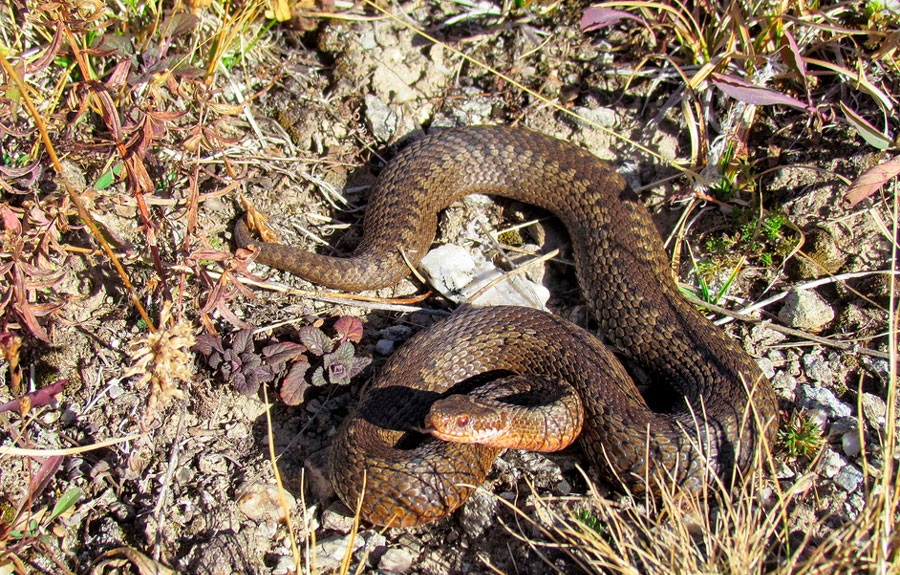 Обыкновенная гадюка относится к семейству гадюковых