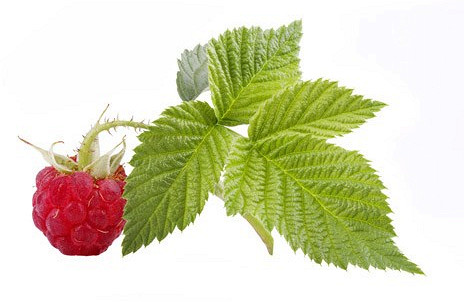 Палочник: содержание насекомого в домашних условиях