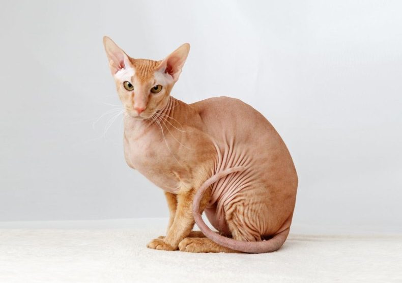 Петерболд (петербургский сфинкс): сколько живут