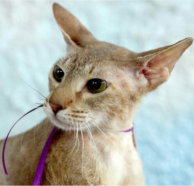 Петерболд (петербургский сфинкс): сколько живут