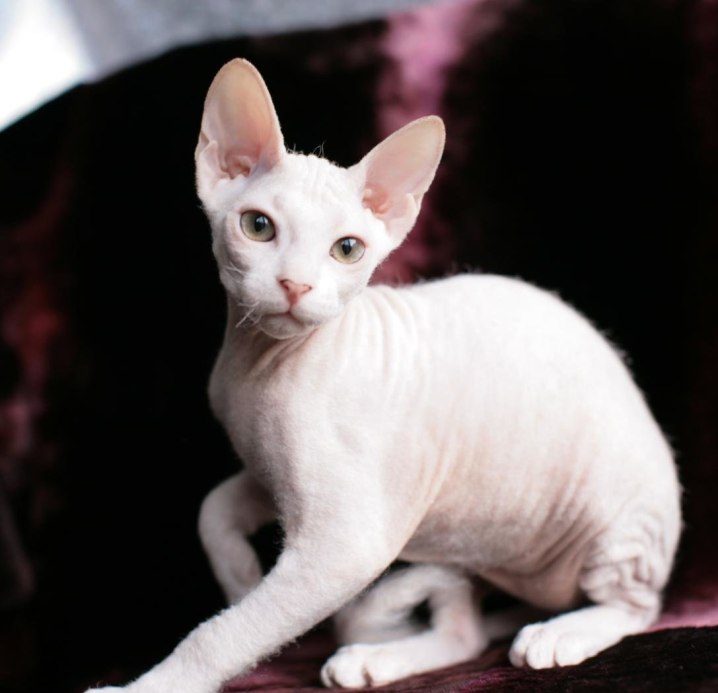 Петерболд (петербургский сфинкс): сколько живут