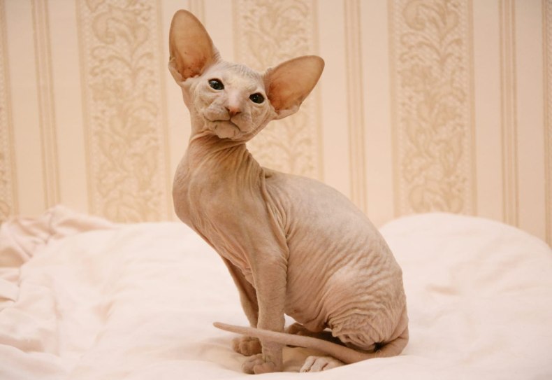 Петерболд (петербургский сфинкс): сколько живут