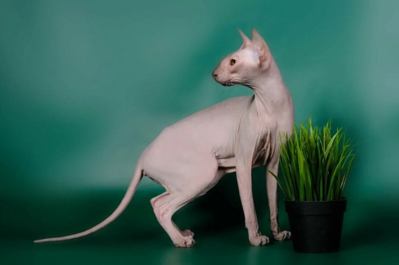 Петерболд (петербургский сфинкс): сколько живут