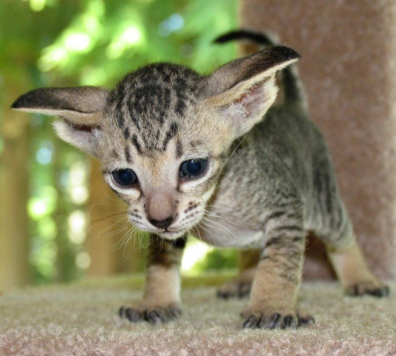 Петерболд (петербургский сфинкс): сколько живут