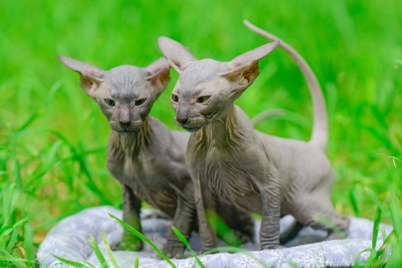 Петерболд (петербургский сфинкс): сколько живут