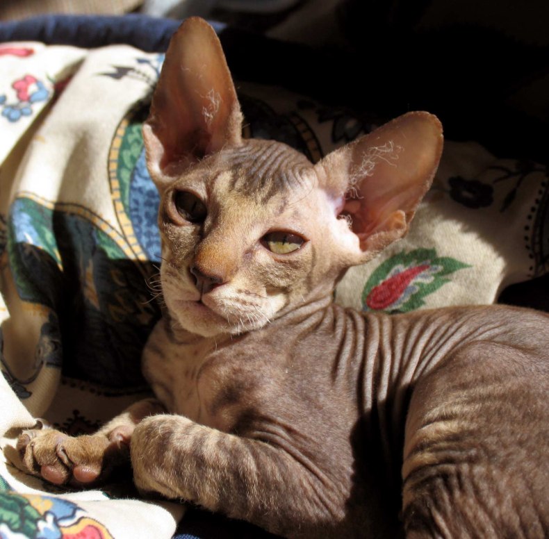 Петерболд (петербургский сфинкс): сколько живут