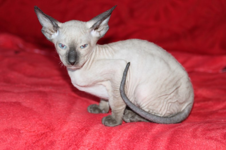 Петерболд (петербургский сфинкс): сколько живут