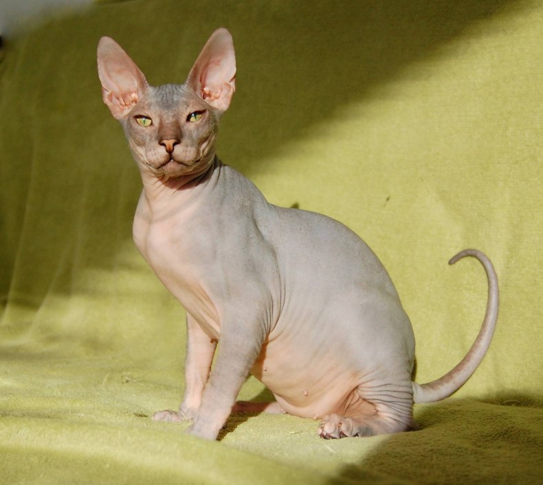 Петерболд (петербургский сфинкс): сколько живут