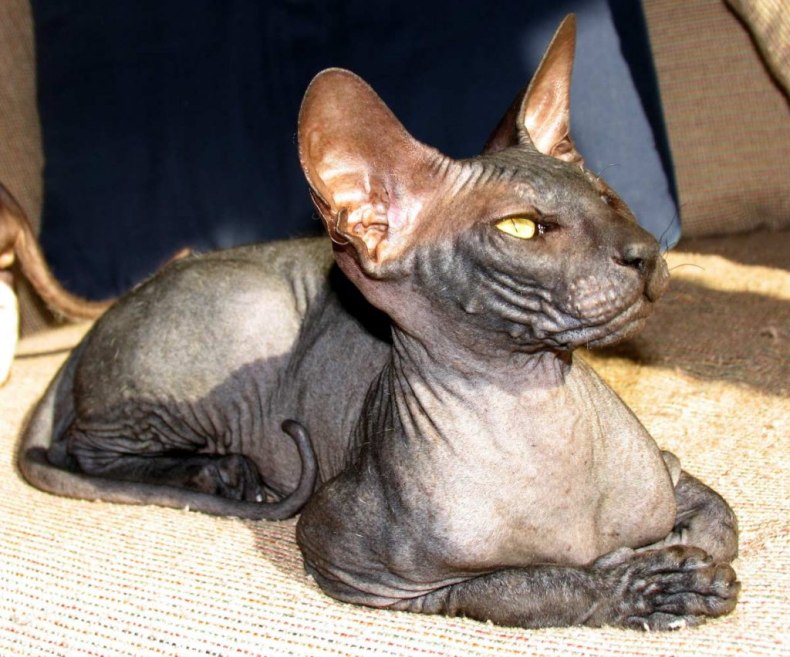 Петерболд (петербургский сфинкс): сколько живут