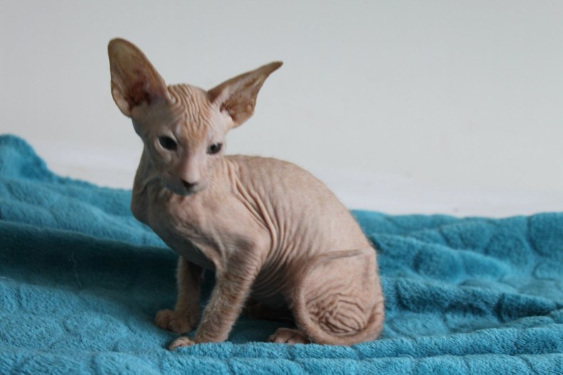 Петерболд (петербургский сфинкс): сколько живут