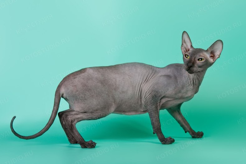 Петерболд (петербургский сфинкс): сколько живут