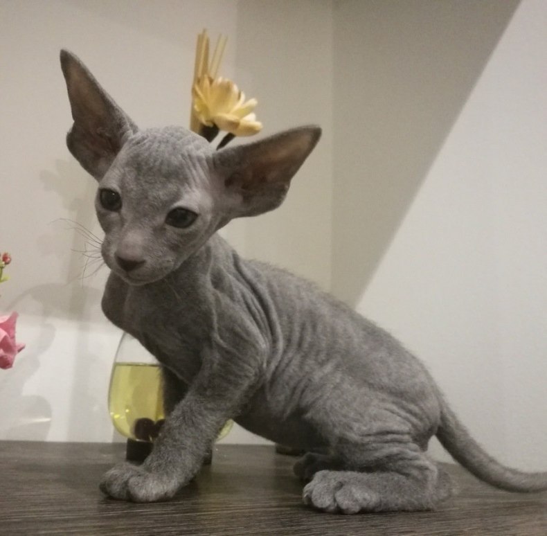 Петерболд (петербургский сфинкс): сколько живут