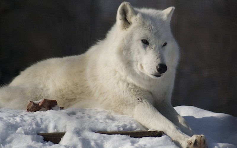 Морда волка Морда волка