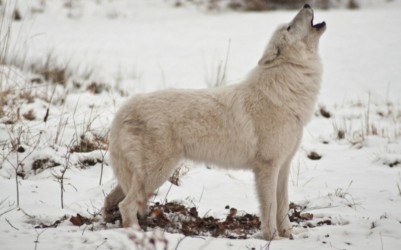 Волк воет Волк воет