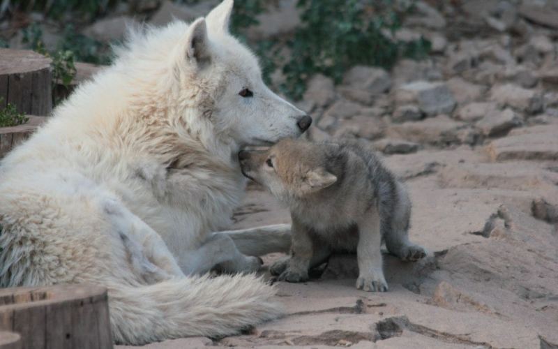 С детенышем С детенышем