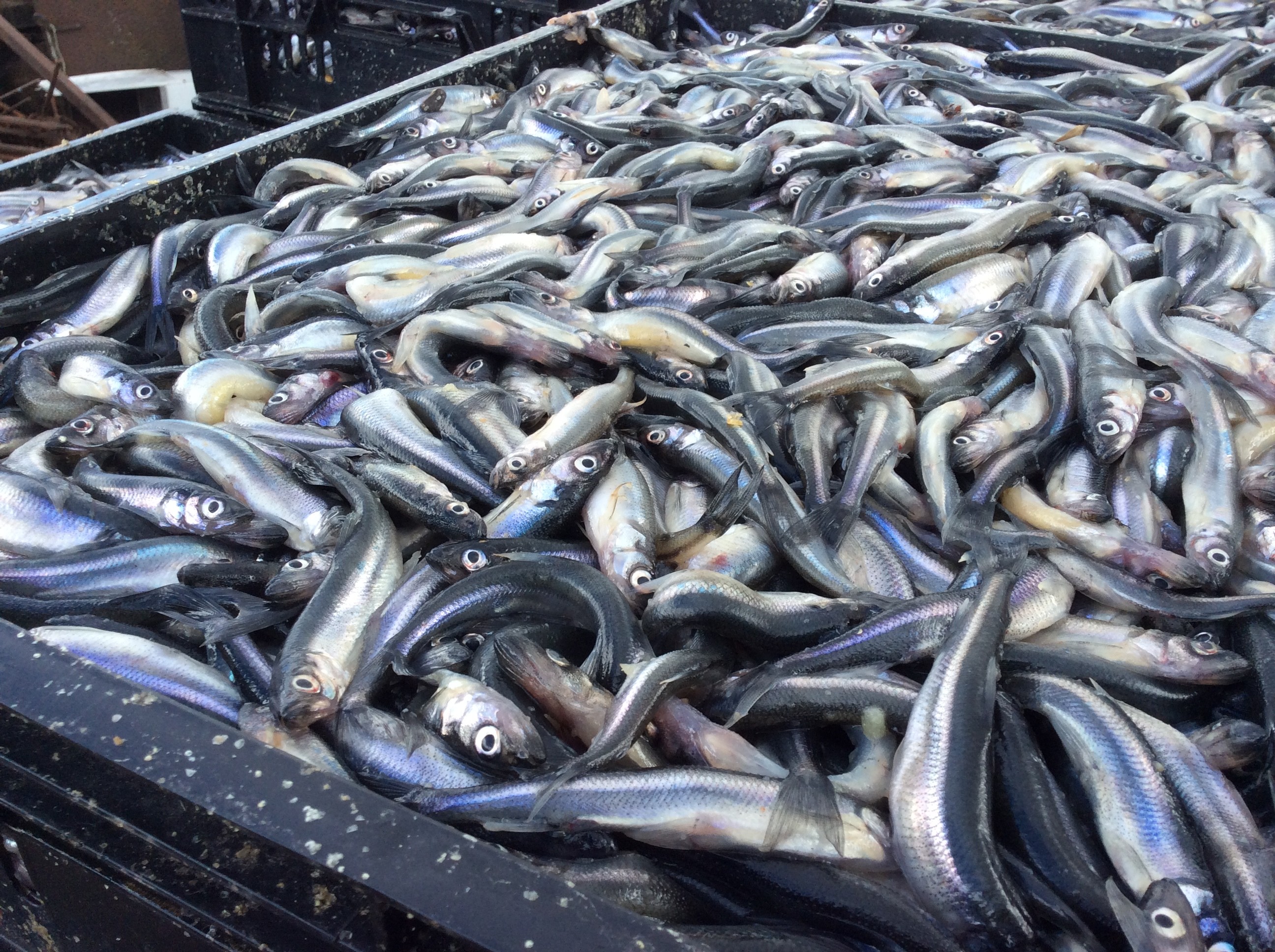 Где водится корюшка в водоёмах России - поиск и ловля