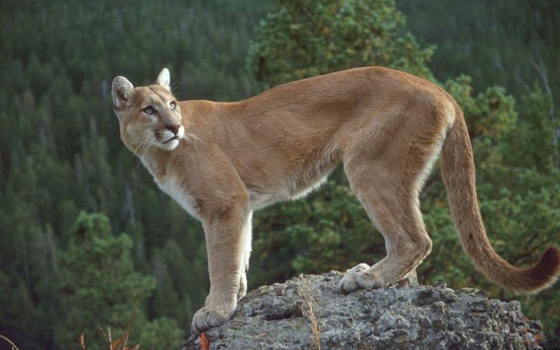 Грациозная Пума Грациозная Пума