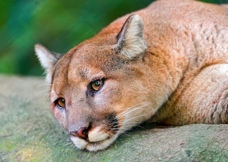 Намордник Пумы Намордник Пумы