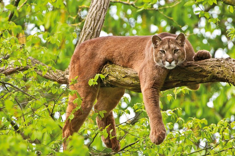 На дереве На дереве