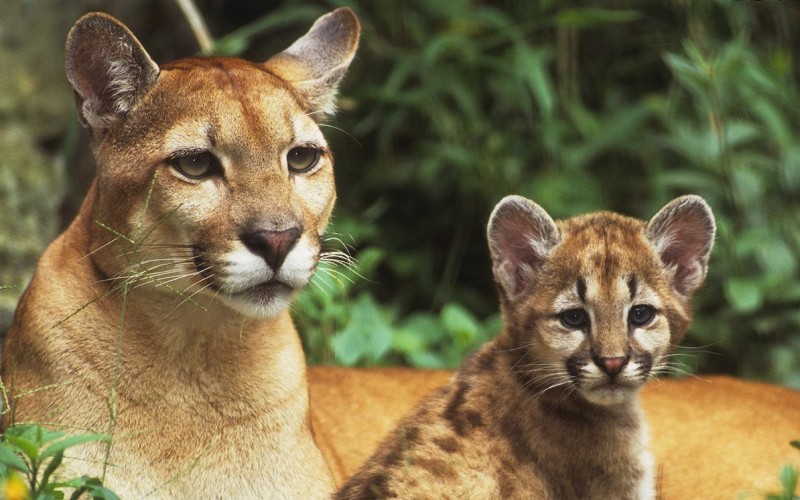 С молодым С молодым