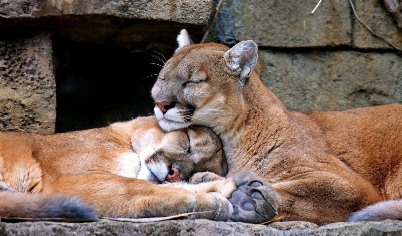 Женщина и мужчина Женщина и мужчина