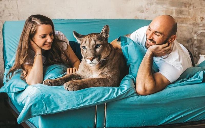 Пума с людьми Пума с людьми