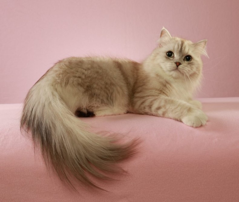 Порода кошек рагамаффин: стандарт, особенности ухода