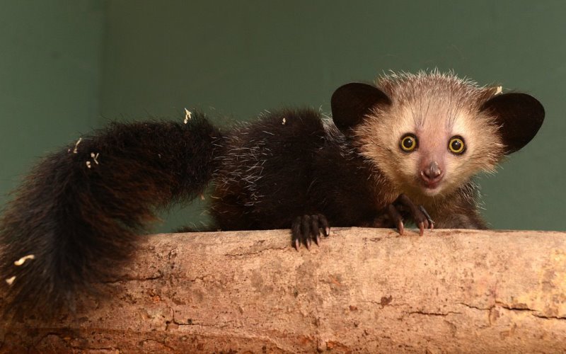 Необычная рука животного, ай-ай Необычная рука животного, ай-ай