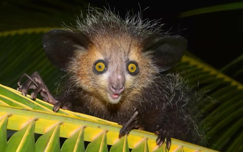 Причудливый зверь Причудливый зверь