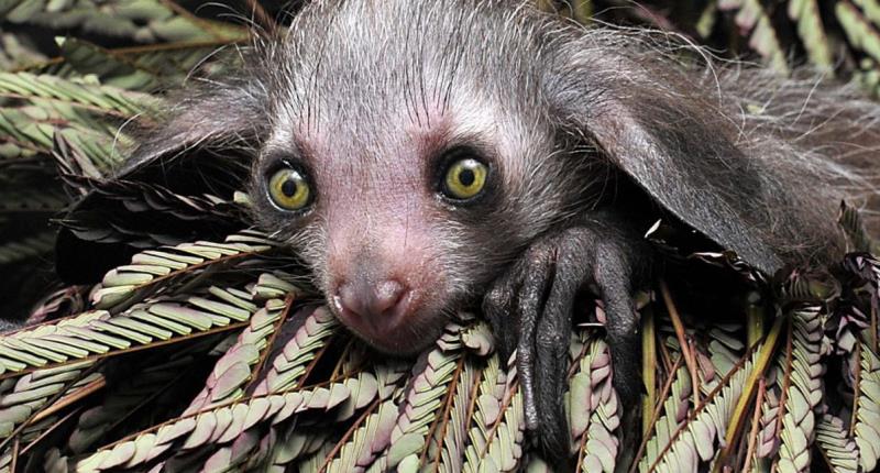 Морда животного Морда животного