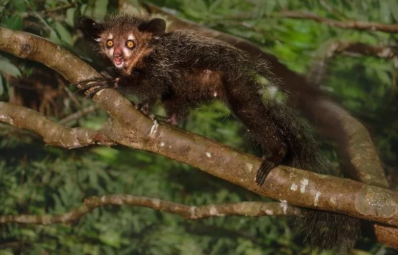 На дереве На дереве