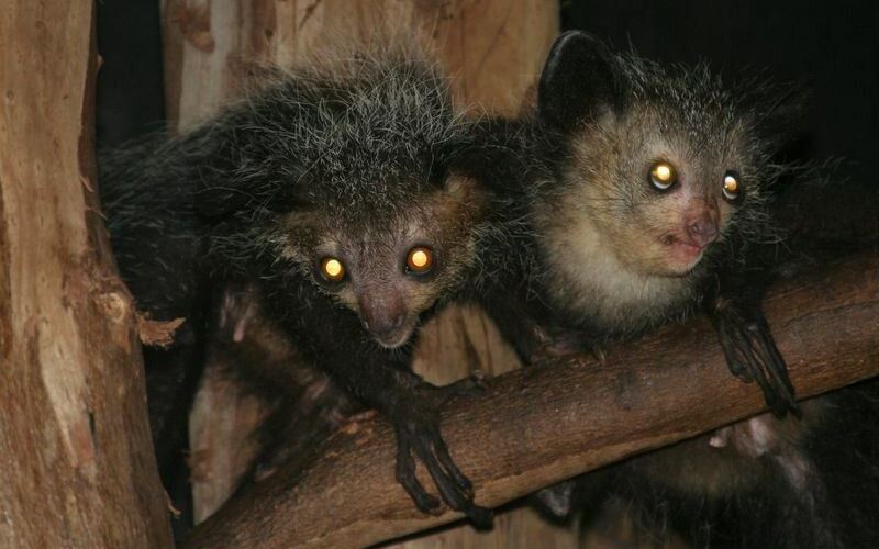 Два стрелкового оружия Два стрелкового оружия