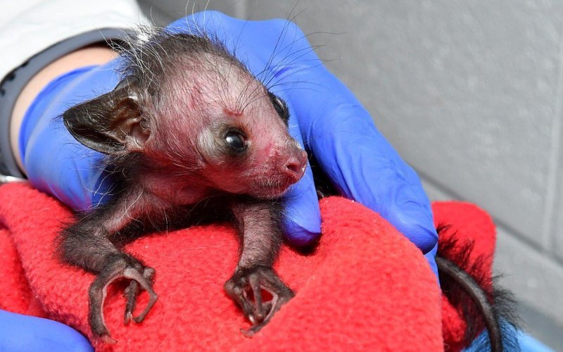 Дрочка Дрочка