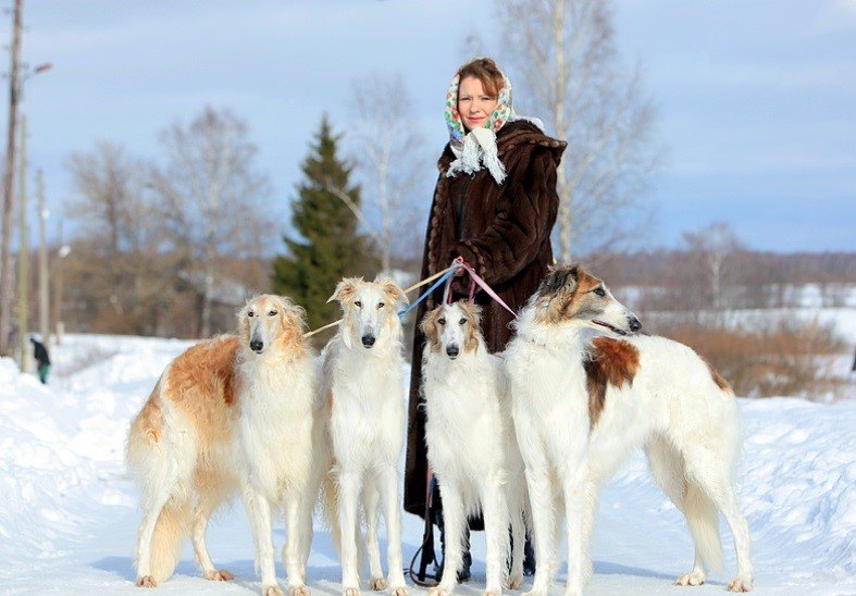 Русская борзая с мужчиной