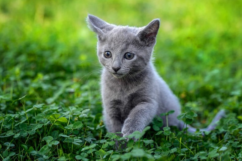 Почему так популярная русская голубая кошка: особенности породы, характер, здоровье