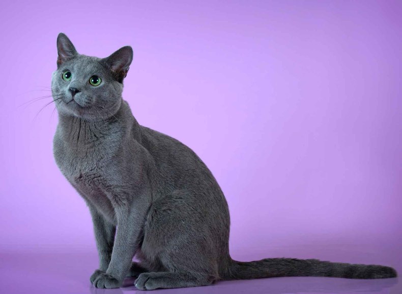 Почему так популярная русская голубая кошка: особенности породы, характер, здоровье