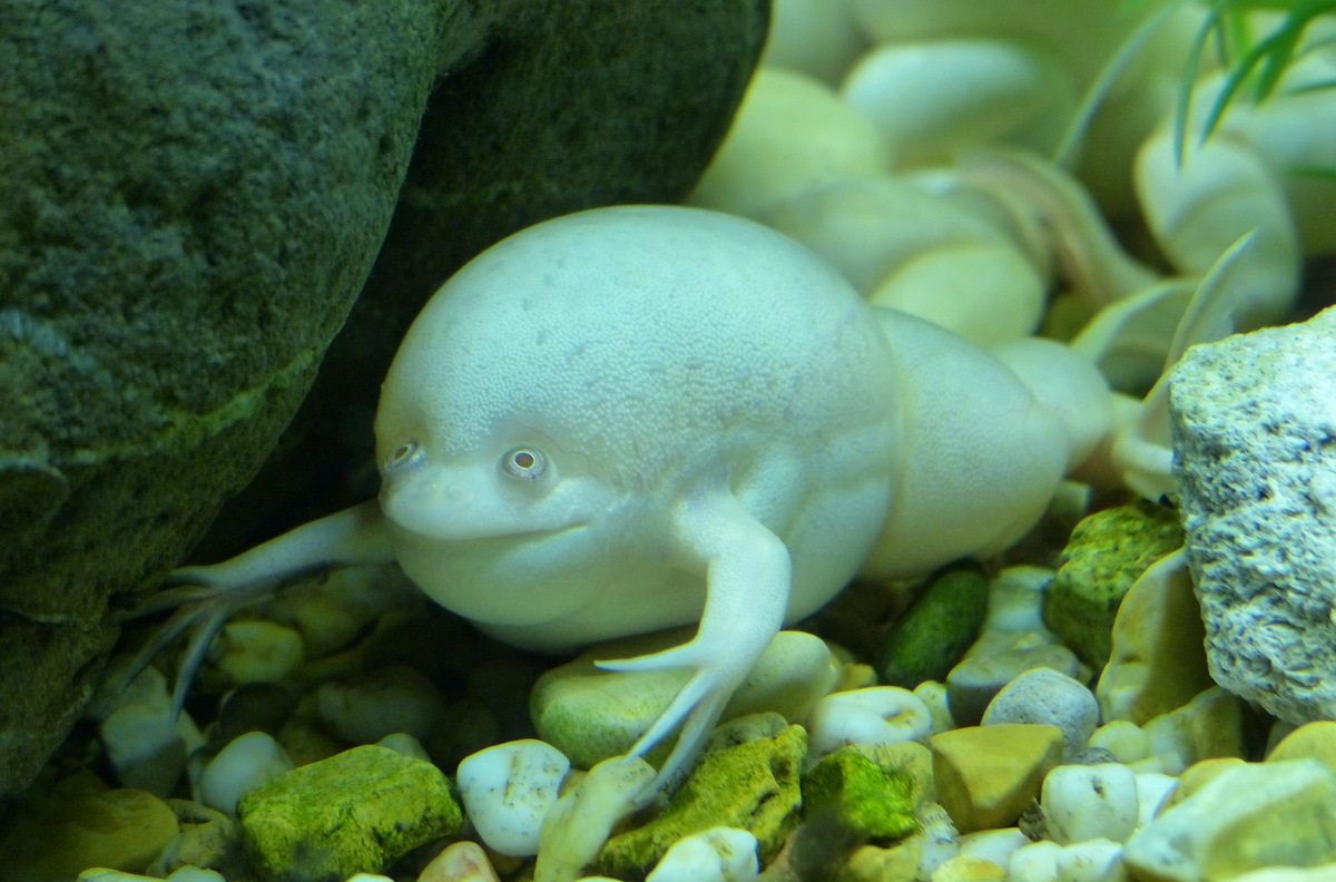 Самое распространенное заболевание шпорцевых лягушек - водянка