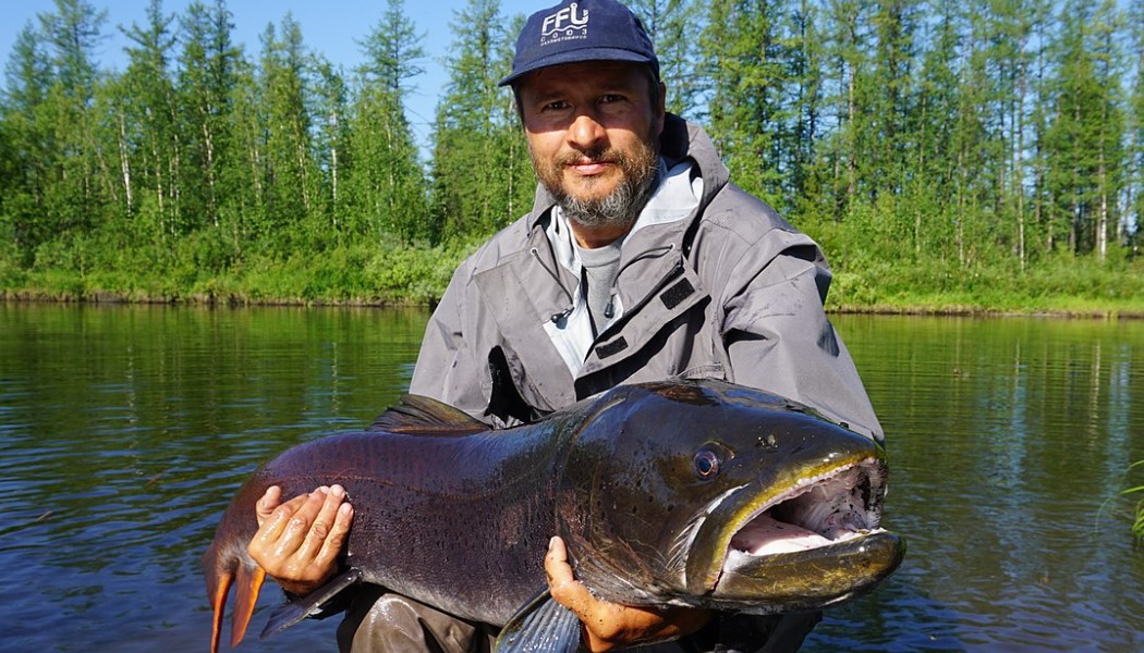 таймень обыкновенный