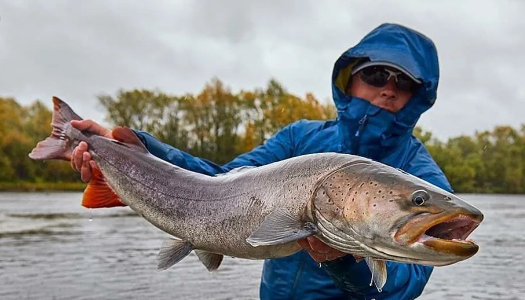 Сычуаньский таймень