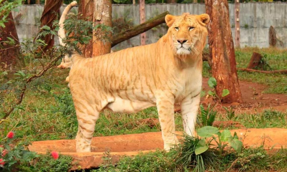 взрослый лев тигра