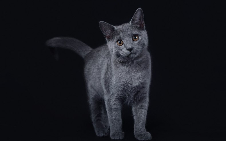 Шартрез (картезианская кошка): описание французской породы короткошёрстных кошек