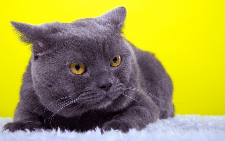Шартрез (картезианская кошка): описание французской породы короткошёрстных кошек