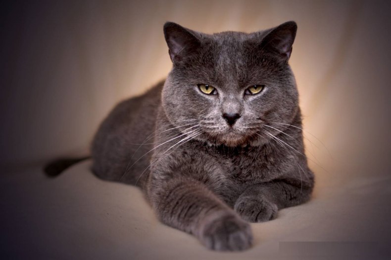 Шартрез (картезианская кошка): описание французской породы короткошёрстных кошек