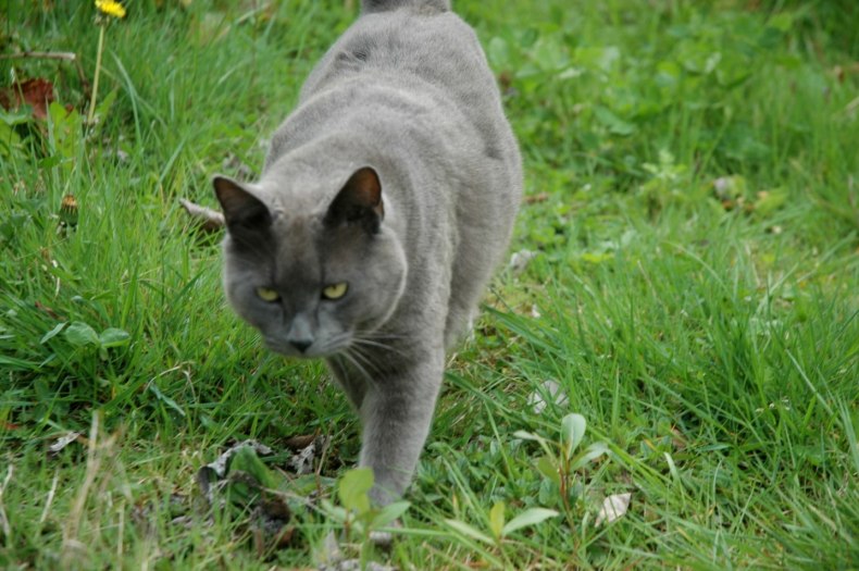 Шартрез (картезианская кошка): описание французской породы короткошёрстных кошек