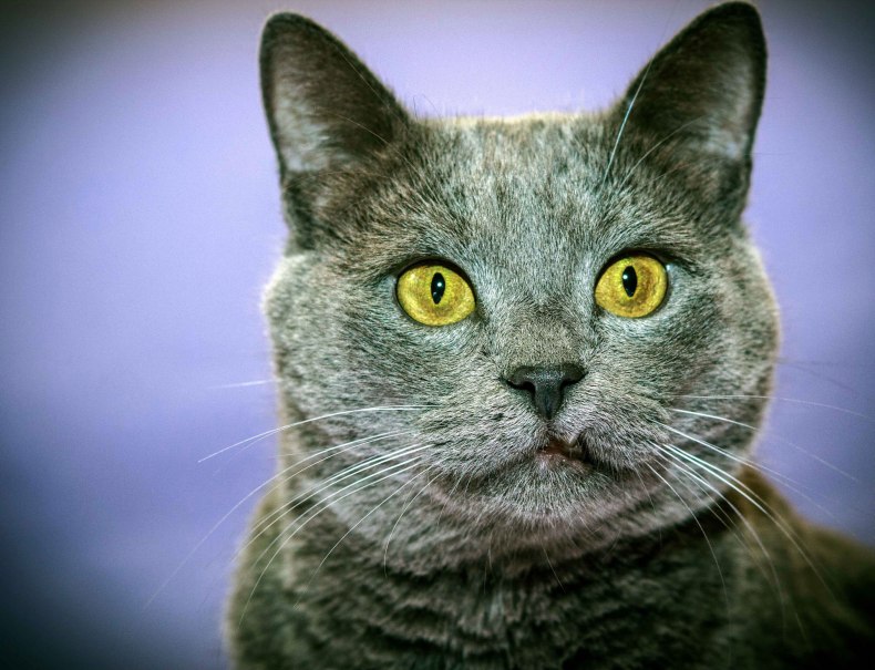 Шартрез (картезианская кошка): описание французской породы короткошёрстных кошек