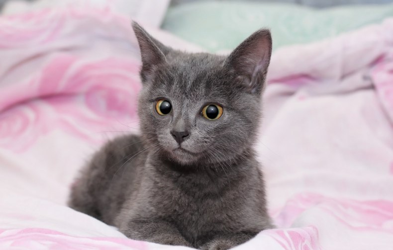 Шартрез (картезианская кошка): описание французской породы короткошёрстных кошек