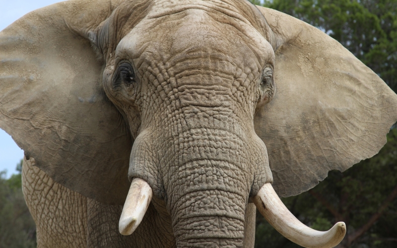 Лицо слона