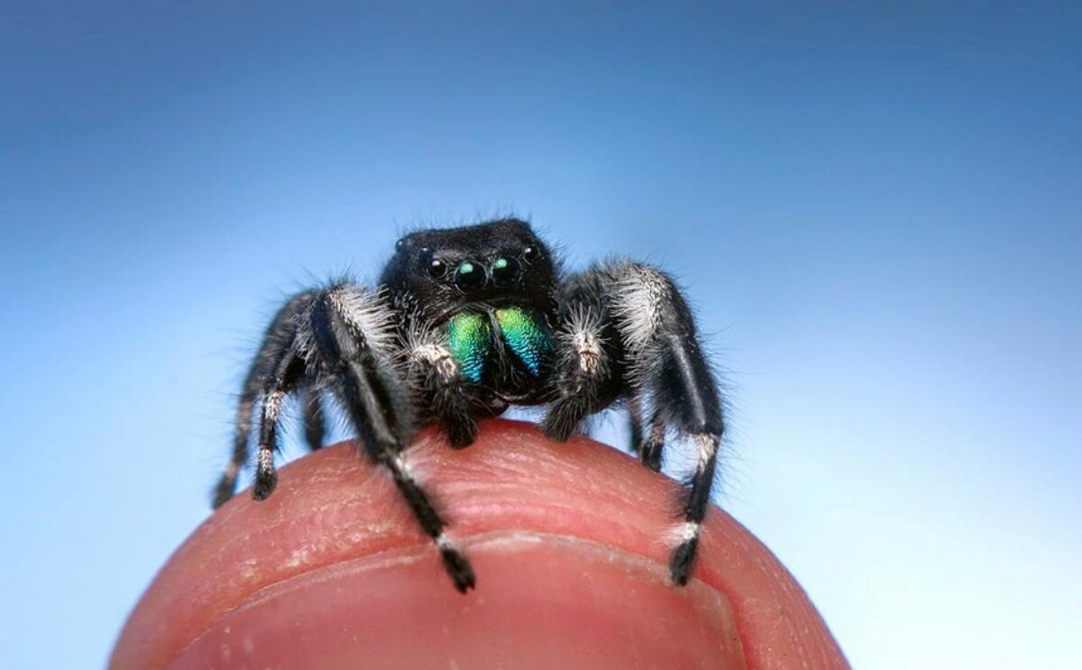 Innhold av en hoppende edderkopp