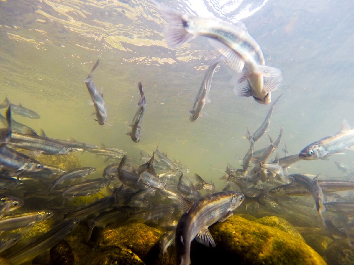 Где водится корюшка в водоёмах России - поиск и ловля